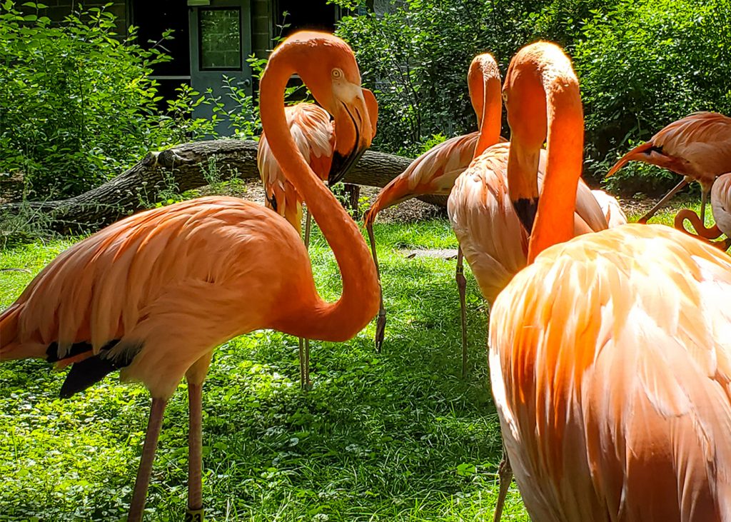 Lincoln Children's Zoo